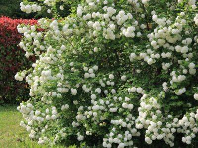 Fastest Growing Shrubs For Privacy – Quick!