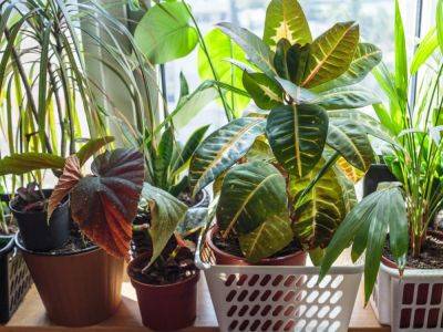 How To Overwinter Tropical Plants