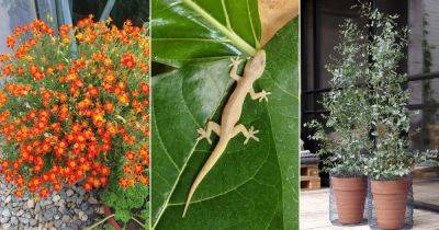 14 Best Lizard Repellent Plants from Home and Garden