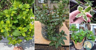 11 Fragrant Mint Varieties for Herb Garden