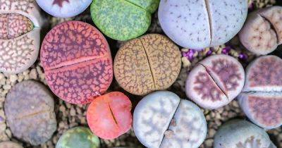 37 Types of Lithops Succulents