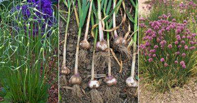 Garlic Growing Stages in Details