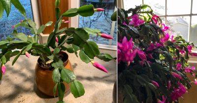 When Should You Put a Christmas Cactus in the Dark?