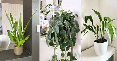 12 Indoor Plants for Black Thumbs and Serious Plant Murderers