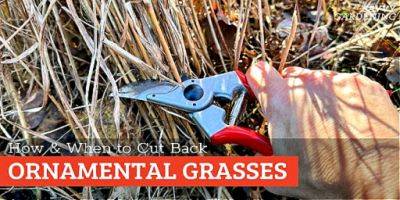 When to Cut Back Ornamental Grasses: A Complete How-to Guide