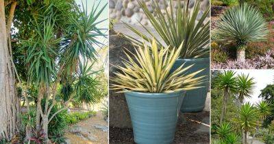 24 Different Types of Yucca Plant Varieties