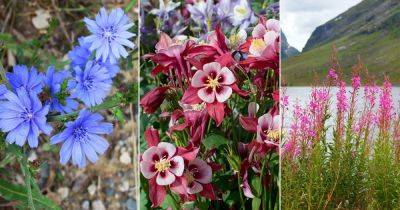 12 Best Polish Flowers for the Garden