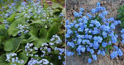 Forget-Me-Not Flower Meaning and Symbolism