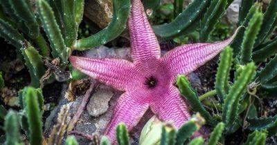 How to Grow and Care for Starfish Flower Cactus