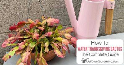 How To Water Thanksgiving Cactus