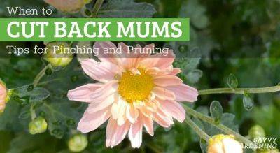 When to Cut Back Mums: Tips for Pinching and Timing Pruning