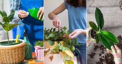 10 Tips to Follow Before Bringing Your Houseplants Indoors in Fall
