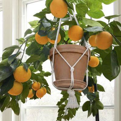 edible houseplants: growing citrus, with logees’ byron martin