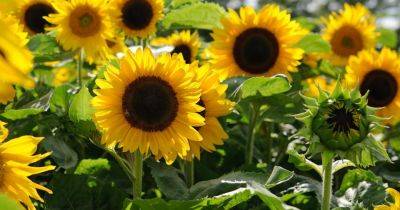 How To Plant and Grow Your Own Sunflowers (Helianthus)