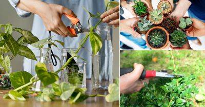 Cheapest Houseplants and 16 Tricks to Acquire Them for Free