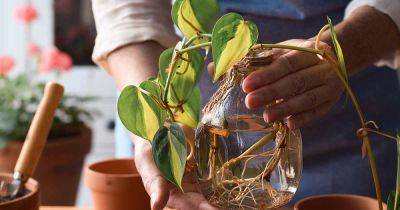 A Beginner’s Guide to Houseplant Propagation