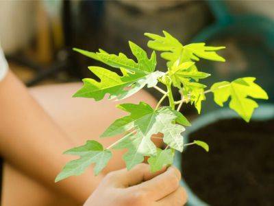 How To Grow Papaya In Pots Indoors: Complete Care Guide