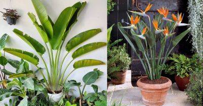 Traveler Palm vs. Bird of Paradise: All the Differences