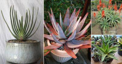 Types of Aloe | 27 Best Aloe Varieties For Containers