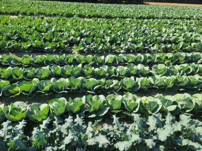 SC Fruit and Vegetable Field Report – October 30, 2023