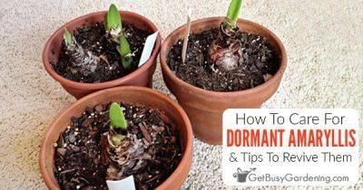 Dormant Amaryllis Care, Timing, Preparation, & How To Revive It
