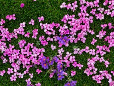 Moss Campion Facts: Growing Moss Campion In The Garden