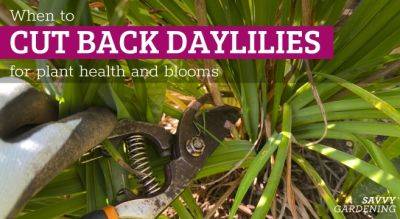 When to Cut Back Daylilies: 3 Times to Trim Your Plants