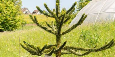 How to Care for a Monkey Puzzle Tree, According to an Expert