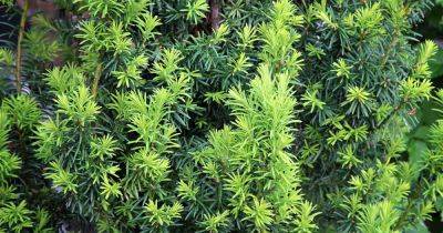 Tips for Growing Japanese Yews
