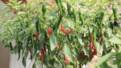 Why chillies are such a great choice to grow in containers
