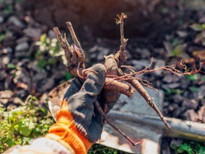 What To Look For When Buying Bare Root Plants