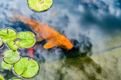 Creating a Natural Ecosystem: Beneficial Plants for Koi Ponds