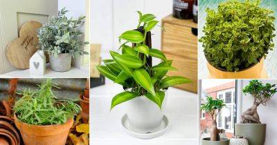 8 Expensive Herbs You Should Never Buy But Grow Instead at Home