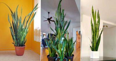 How to Grow Big and Tall Snake Plant