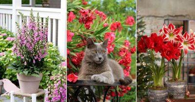 12 Flowers that Are Poisonous to Cats