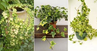 12 Best Variegated English Ivy Varieties