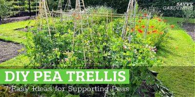 DIY Pea Trellis Ideas: 7 Easy Ways to Support Peas