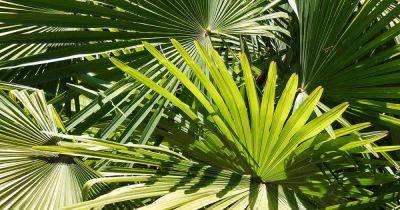 Fan Palms 101: How to Grow and Care for Fan Palms