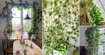 15 Amazing Pothos Curtain Ideas