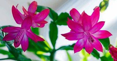 When and How to Fertilize Christmas Cactus