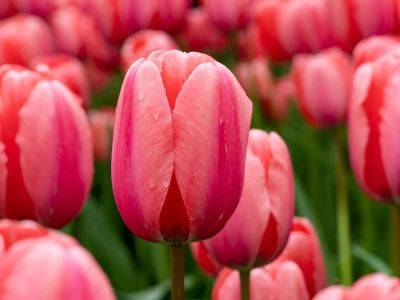 Tulip Experts Reveal The Top 7 Planting Mistakes Gardeners Make