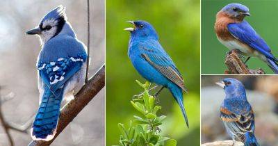 18 Beautiful Blue Birds in Michigan