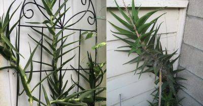 How to Grow Climbing Aloe Indoors as a Vine