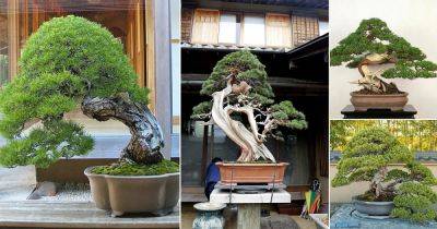 14 Oldest Bonsai Trees in the World