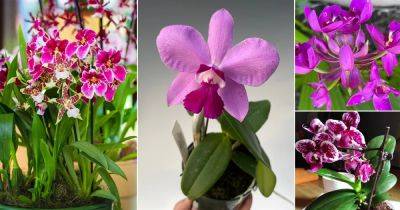 17 Most Beautiful Purple Orchid Varieties
