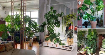 Using Monstera for Room Partition: 20 Crazy Ideas!