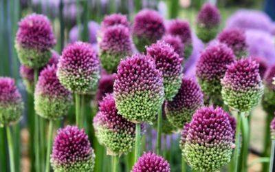When Is It Too Late to Plant Alliums?