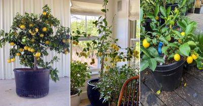 8 Best Lemon Tree Varieties for Containers