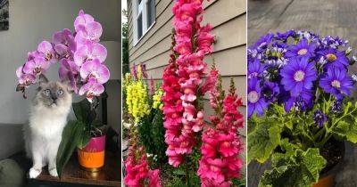 18 Flowers that Are Safe for Cats