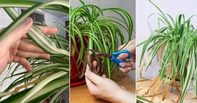 Spider Plant Brown Tips: 13 Reasons and Solutions